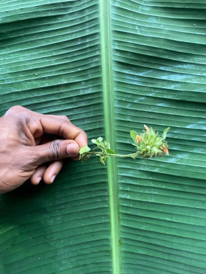 Akwukwo Isikwalu-isi (b).