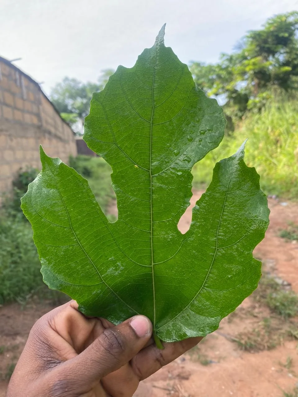 Sand paper plant sample.