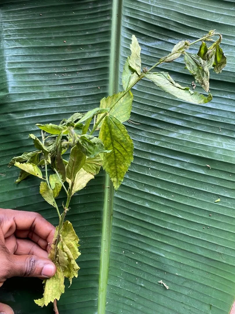 Eze-Mgborogwu Dada-anura.