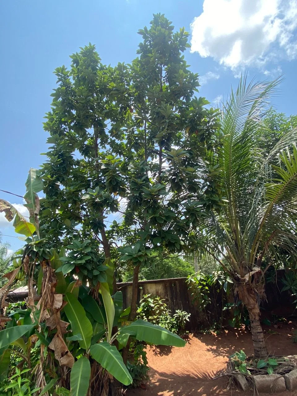 Osisi Ube Oyibo (Avocado tree)