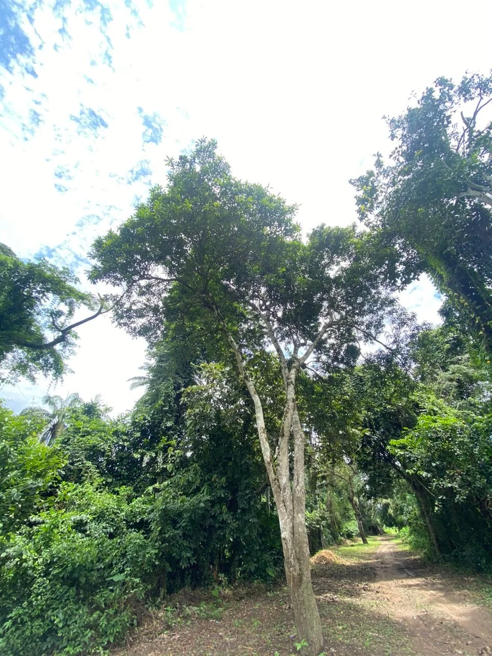 Osisi Oji (Kolanut tree).