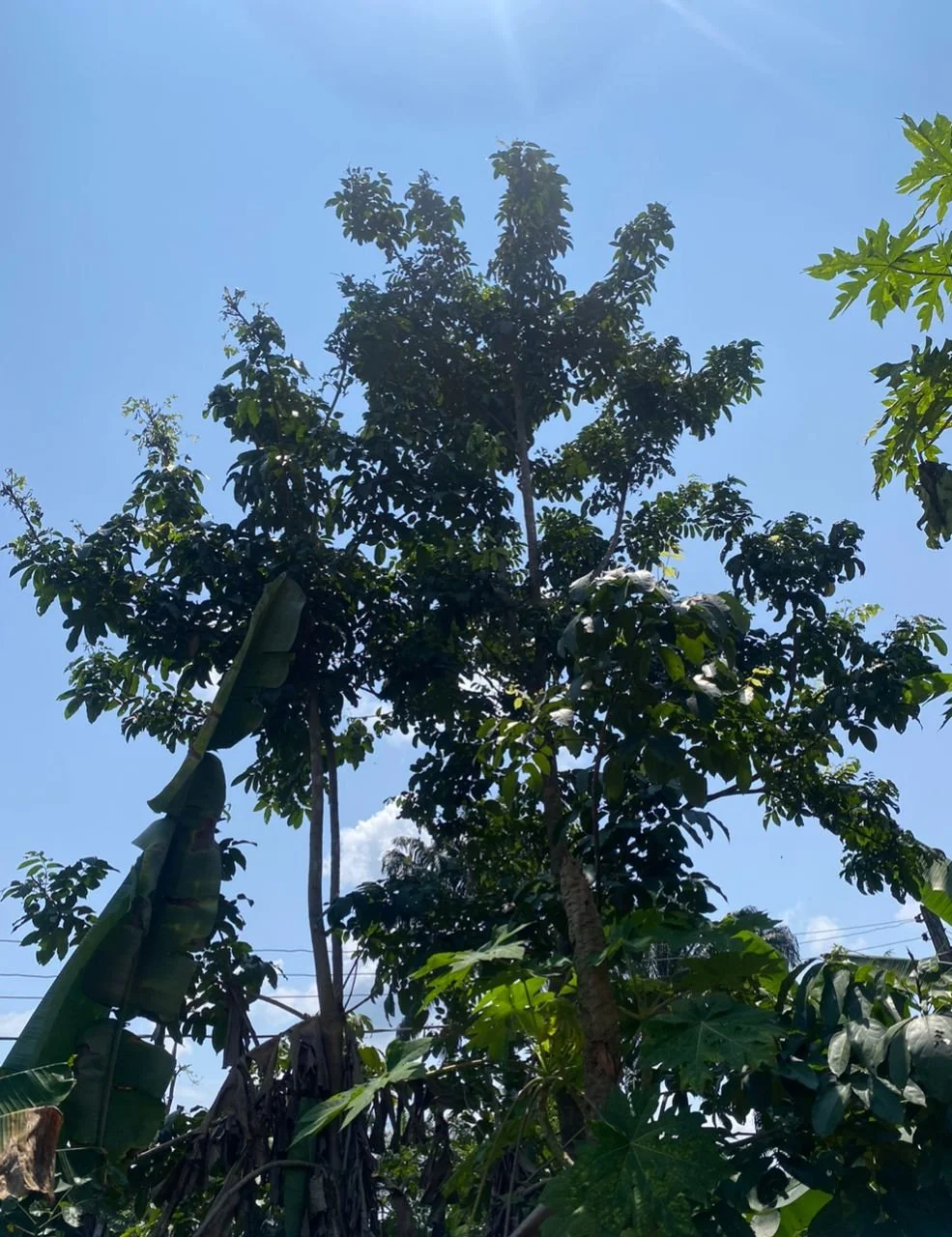 Osisi Oha (Oha Tree)