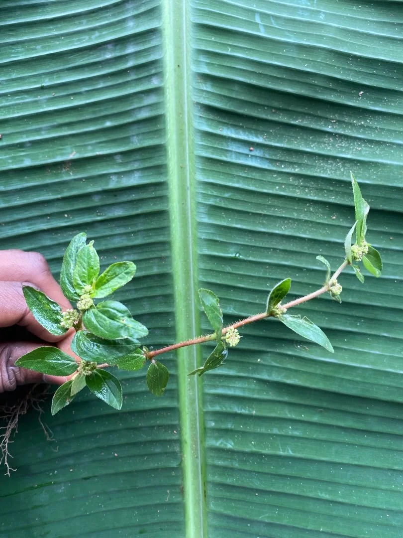 Akwukwo Ekwueme (Do-as-I-say plant).