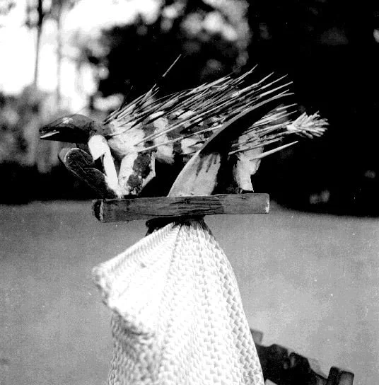 Ebi (porcupine). 📸: G. I. Jones.