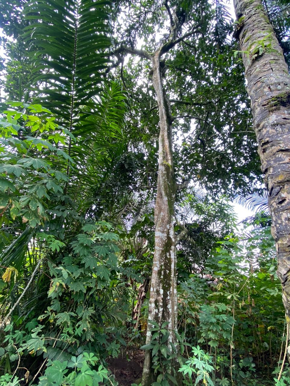 Osisi Ukwa (b).