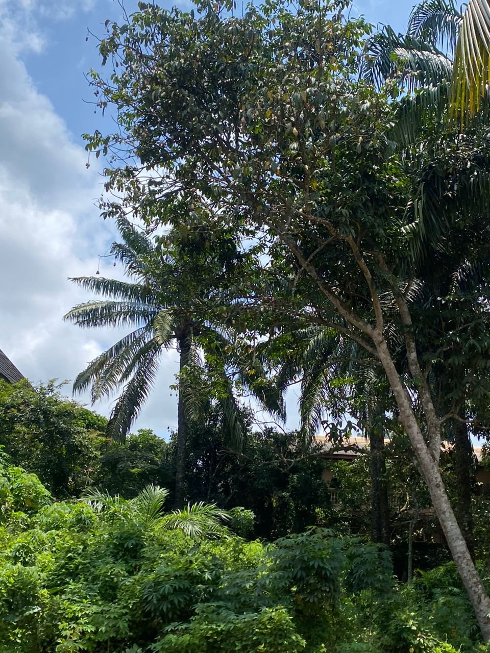 Osisi Ube (African Pear Tree) II