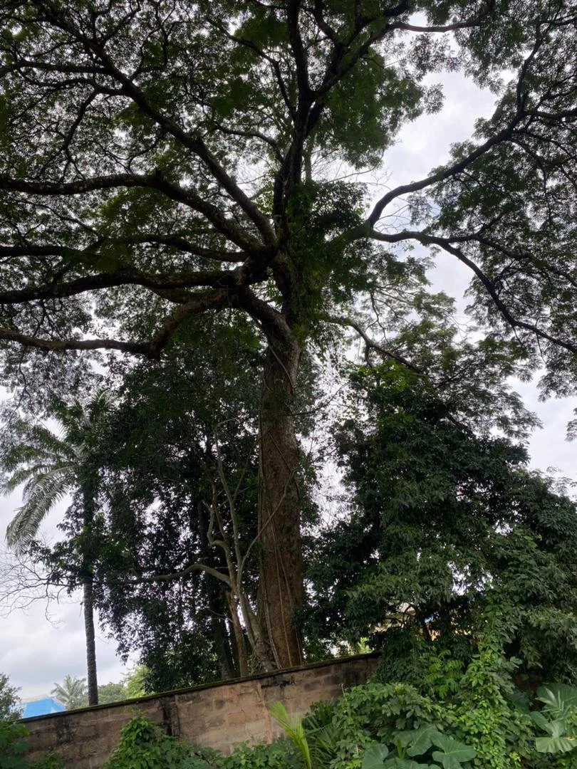 Osisi Ngwu (Ngwu Tree)