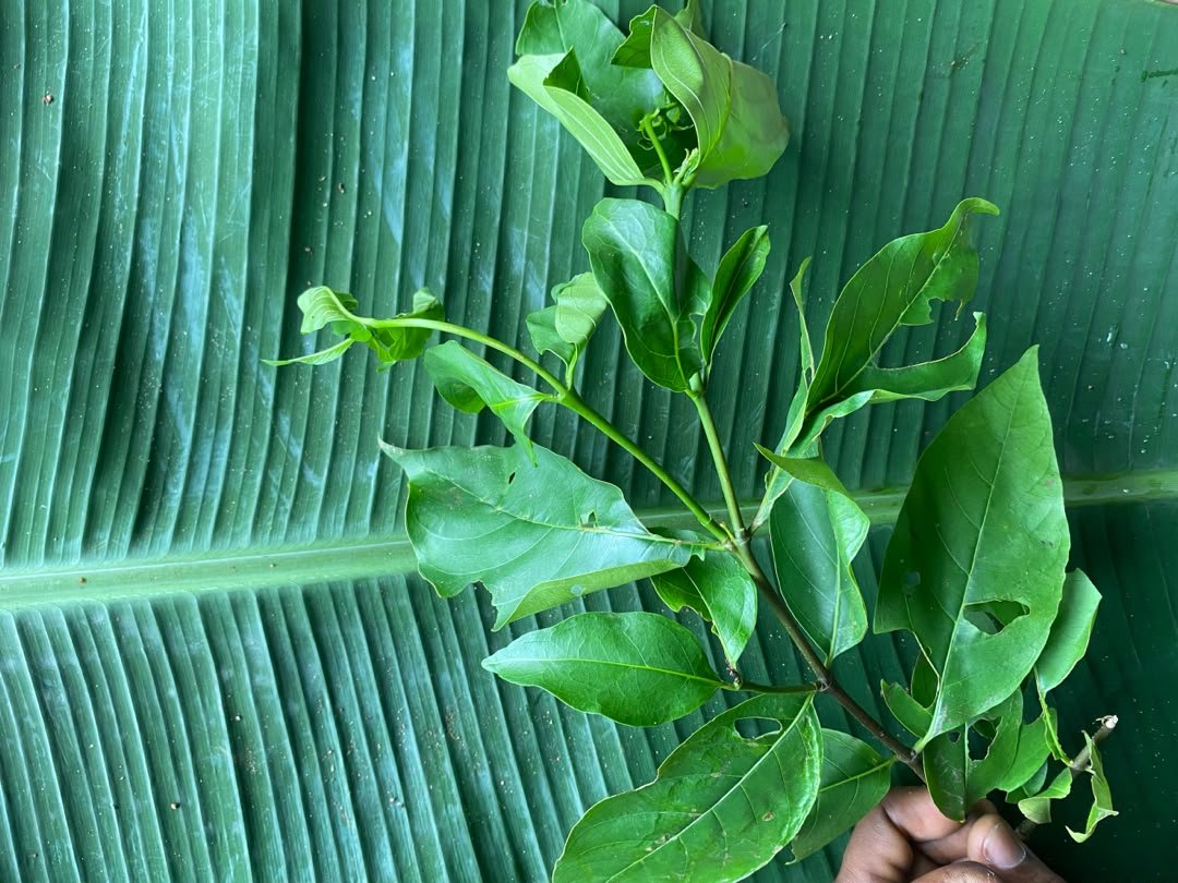 Akwukwo Mba.