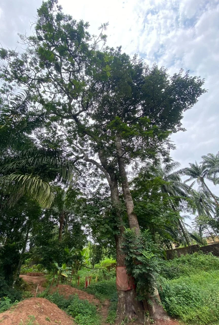 Osisi Ukpaka (left) and Osisi Ojii/Iroko (right)