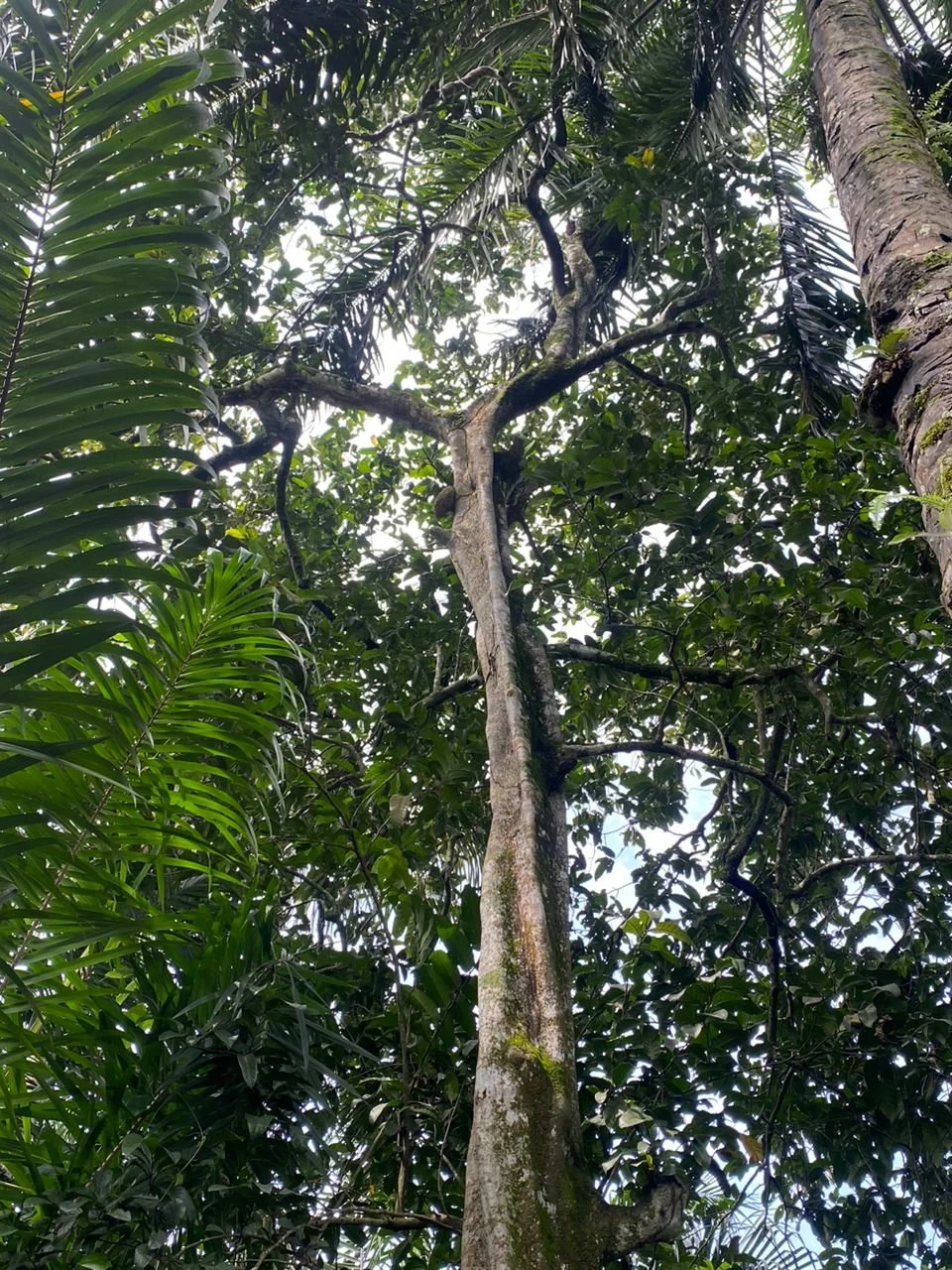 Osisi Ukwa (a)