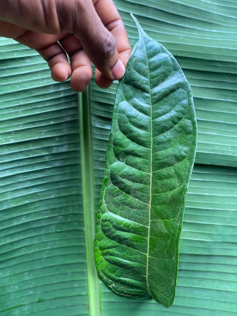 Akwukwo Ube (a.k.a Ubenebe).