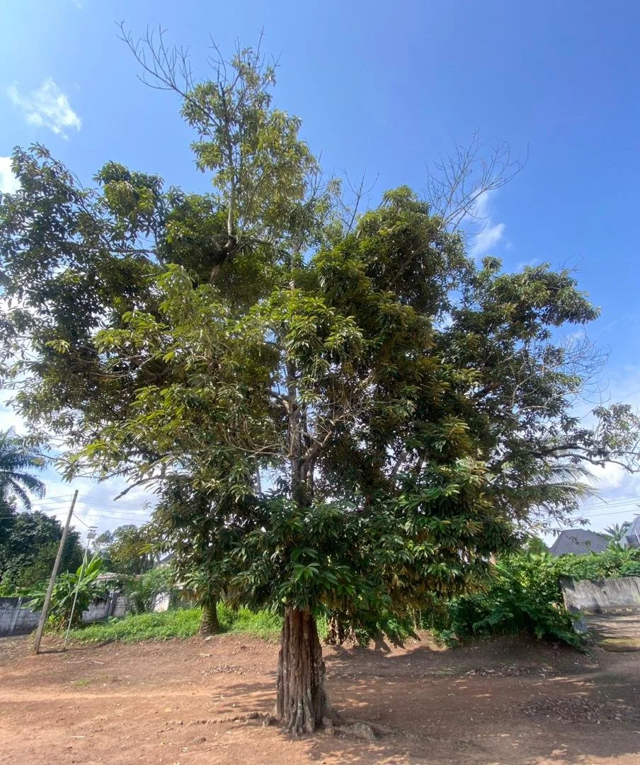 Osisi Udala (Udara Tree).