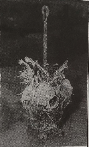 Otunsi cleansing and purification instrument wielded by Nri priests.