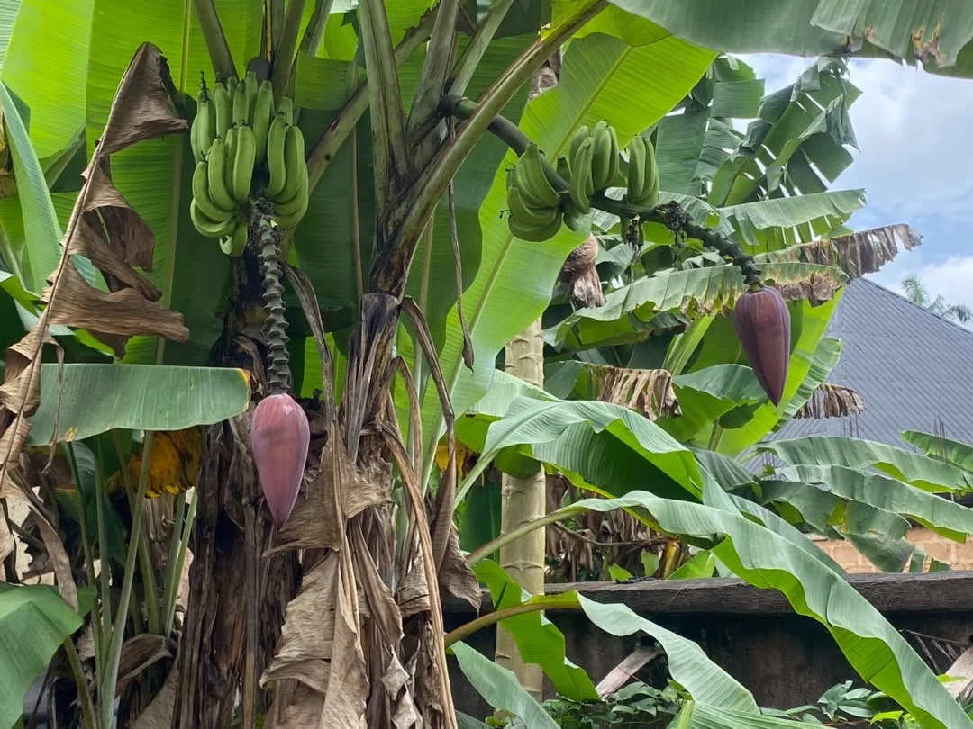 Photo showing Uru-Unele which is derived from plantain trees.