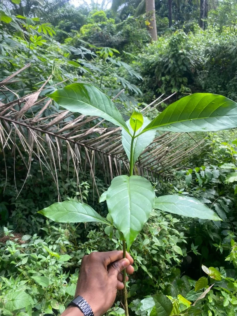 Akwukwo Egbu
