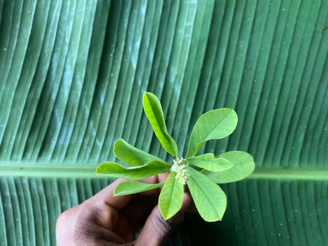 Akwukwo Onye-ekwero-ekwetalu ya.