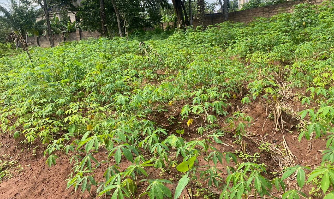Akpu (Cassava farm).