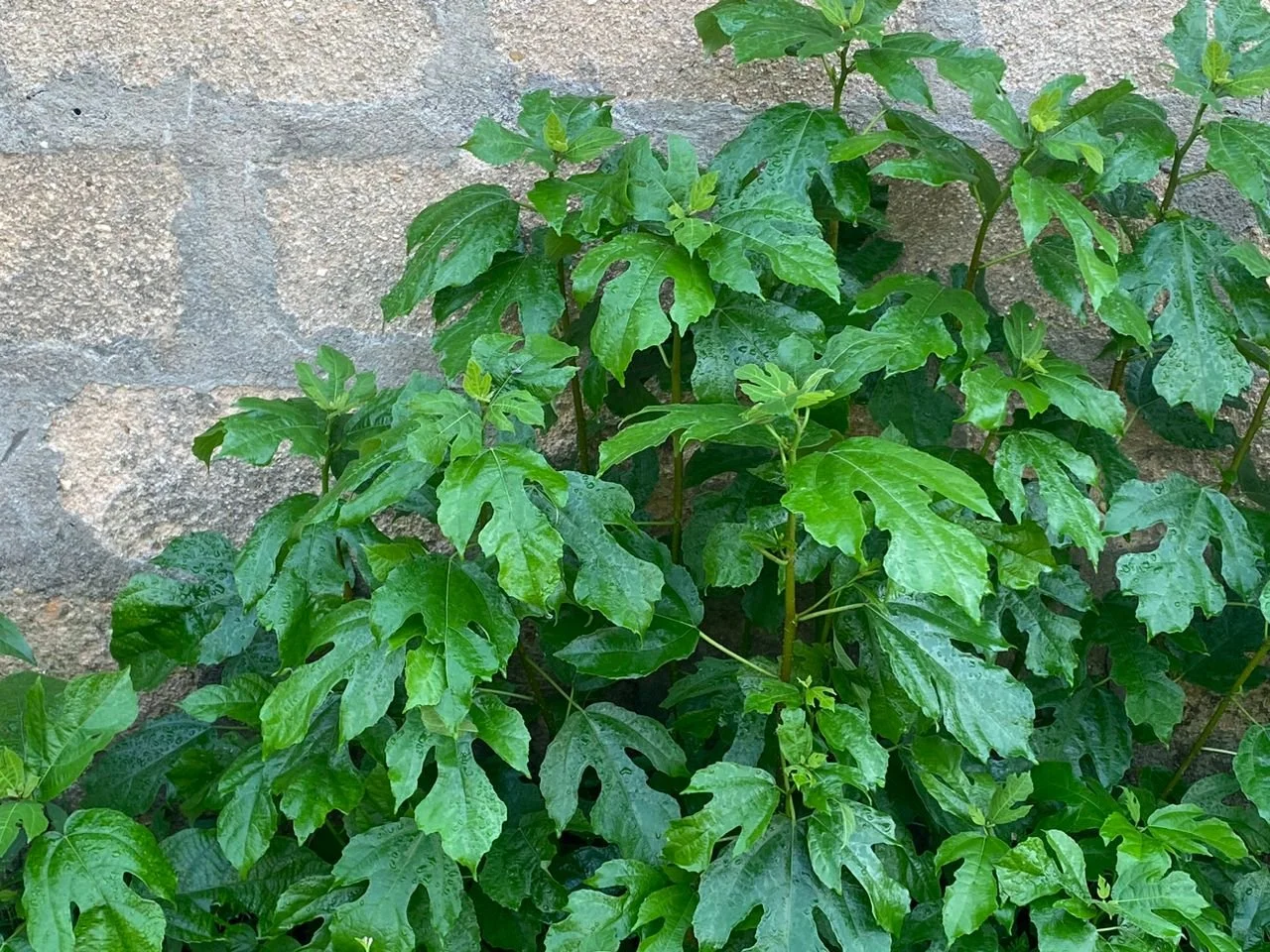 Sandpaper plant. It has a rough texture (like actual sandpaper) and its rough leaves are used as a natural scrub for cooking pots and also to polish wood. Its leaves as highly nutritious food for goats, sheep, and other livestock. Also, the crushed l