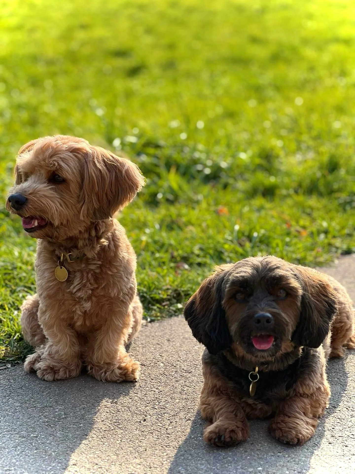 &bdquo;Was ist dein Lieblingsort?&ldquo; 🤍
Wir haben keinen&hellip;
Denn der sch&ouml;nste Ort ist kein Ort &ndash;
sondern das Gef&uuml;hl, angekommen zu sein.
Bei euch. 🐶✨

Unsere kleinen Begleiter mit grossen Herzen &ndash; immer an unserer Seit