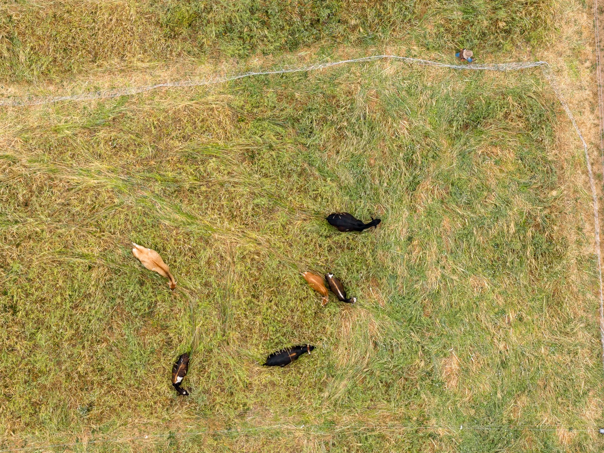 19 Cows arrive to pasture DJI_20250604130439_0077_D x1920.jpg