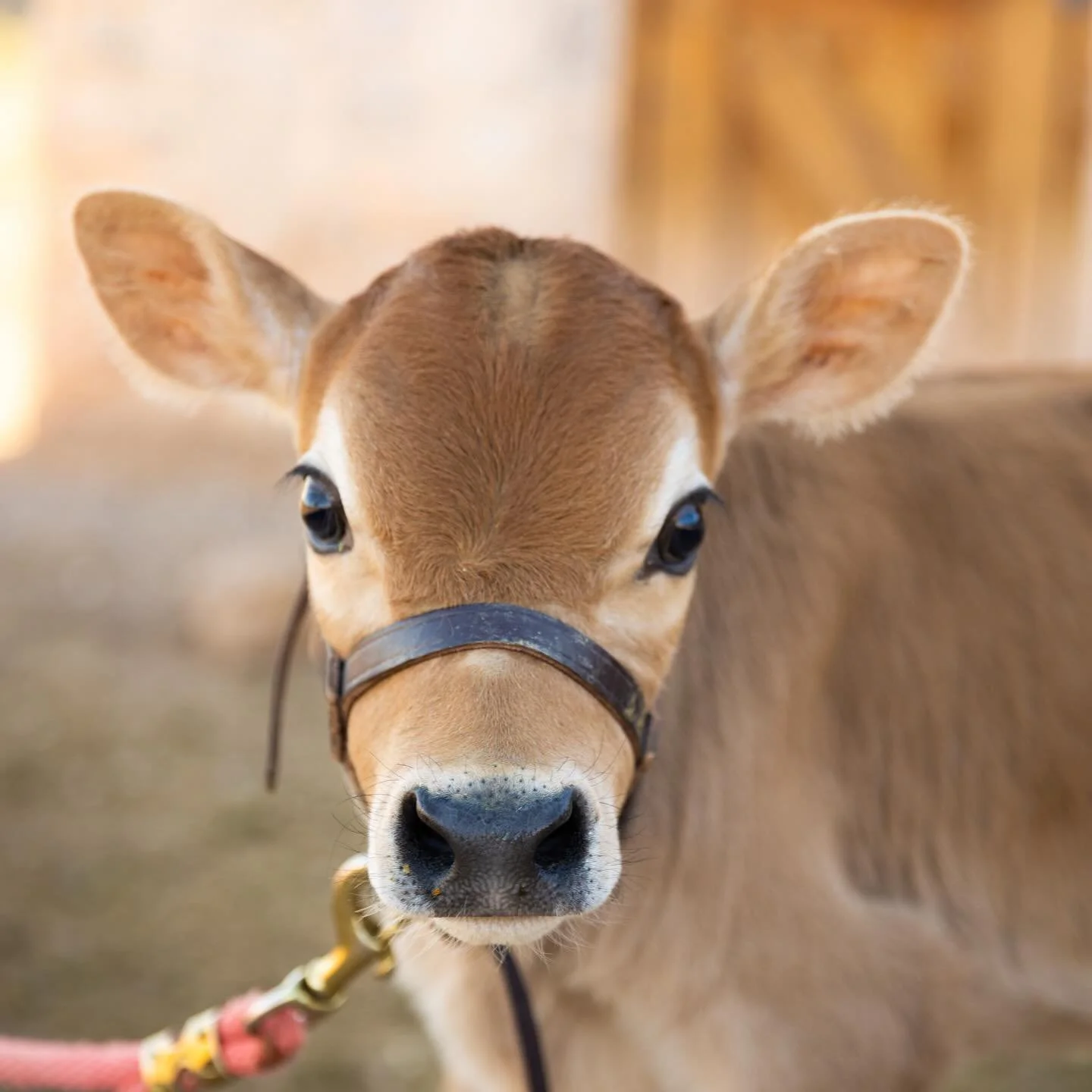 Beautiful Little calf!