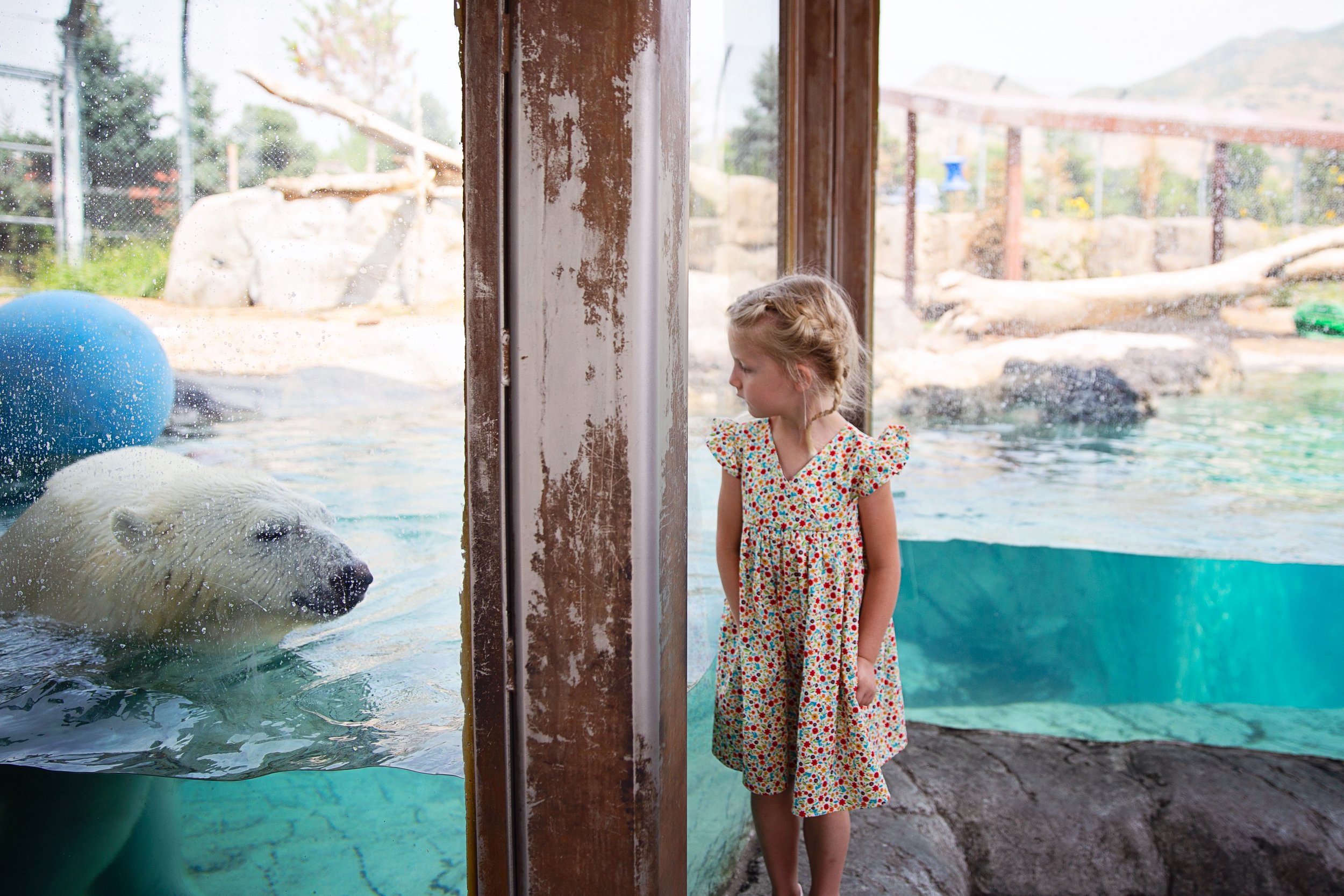 Hello polar bear