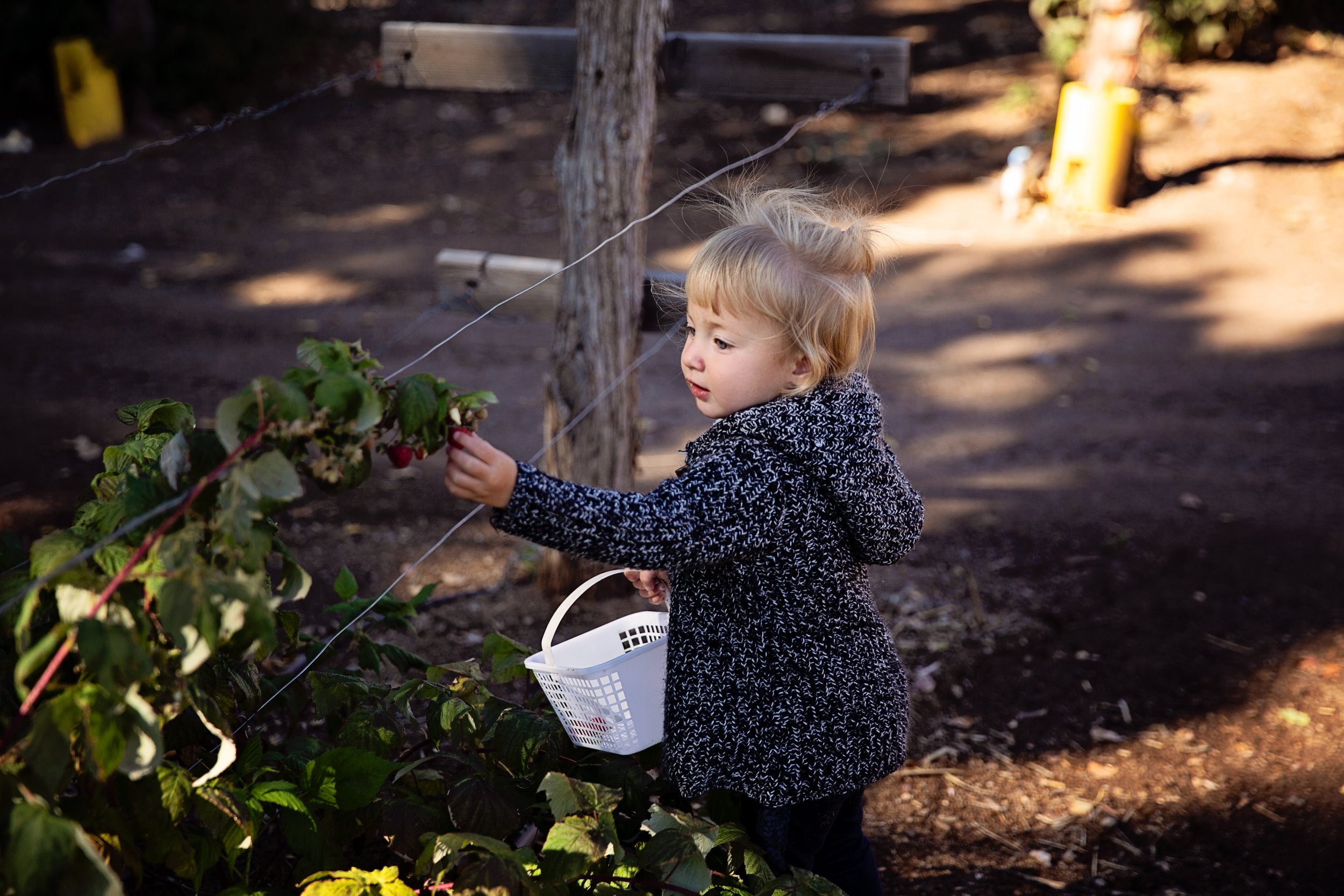 Raspberry picking