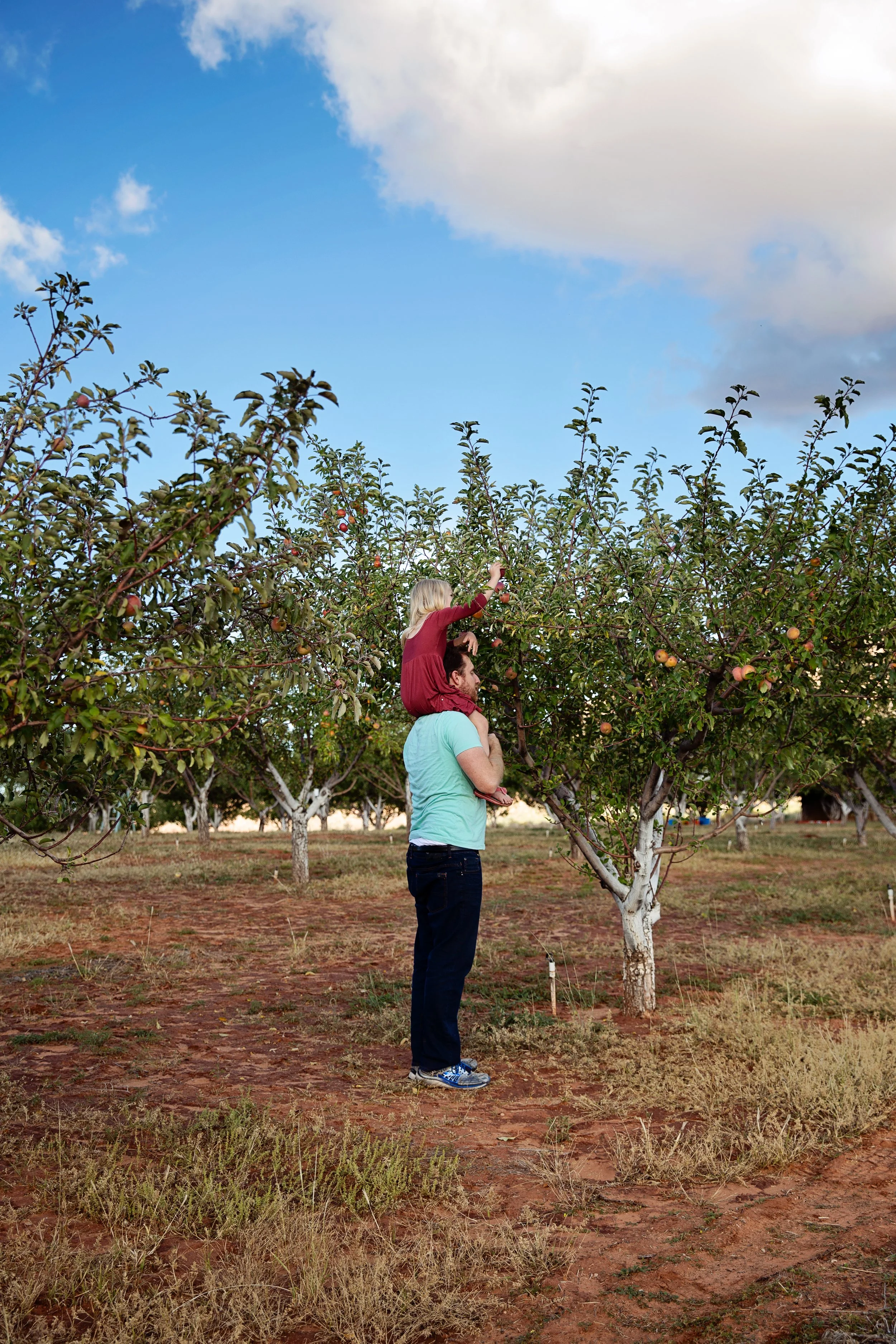 Apple Picking