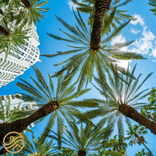 A photo of some palm trees with some sky scrapers in the distance with the camera panned low and pointed up at the sky. In the sky there are a few whispey clouds