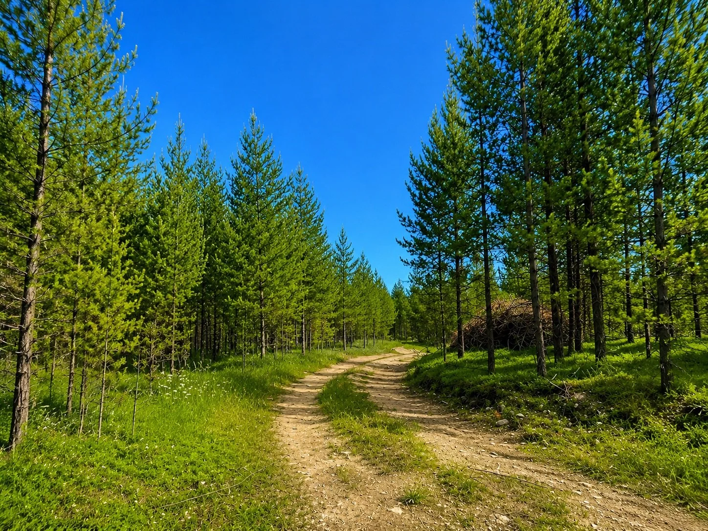 Back Driveway.jpeg