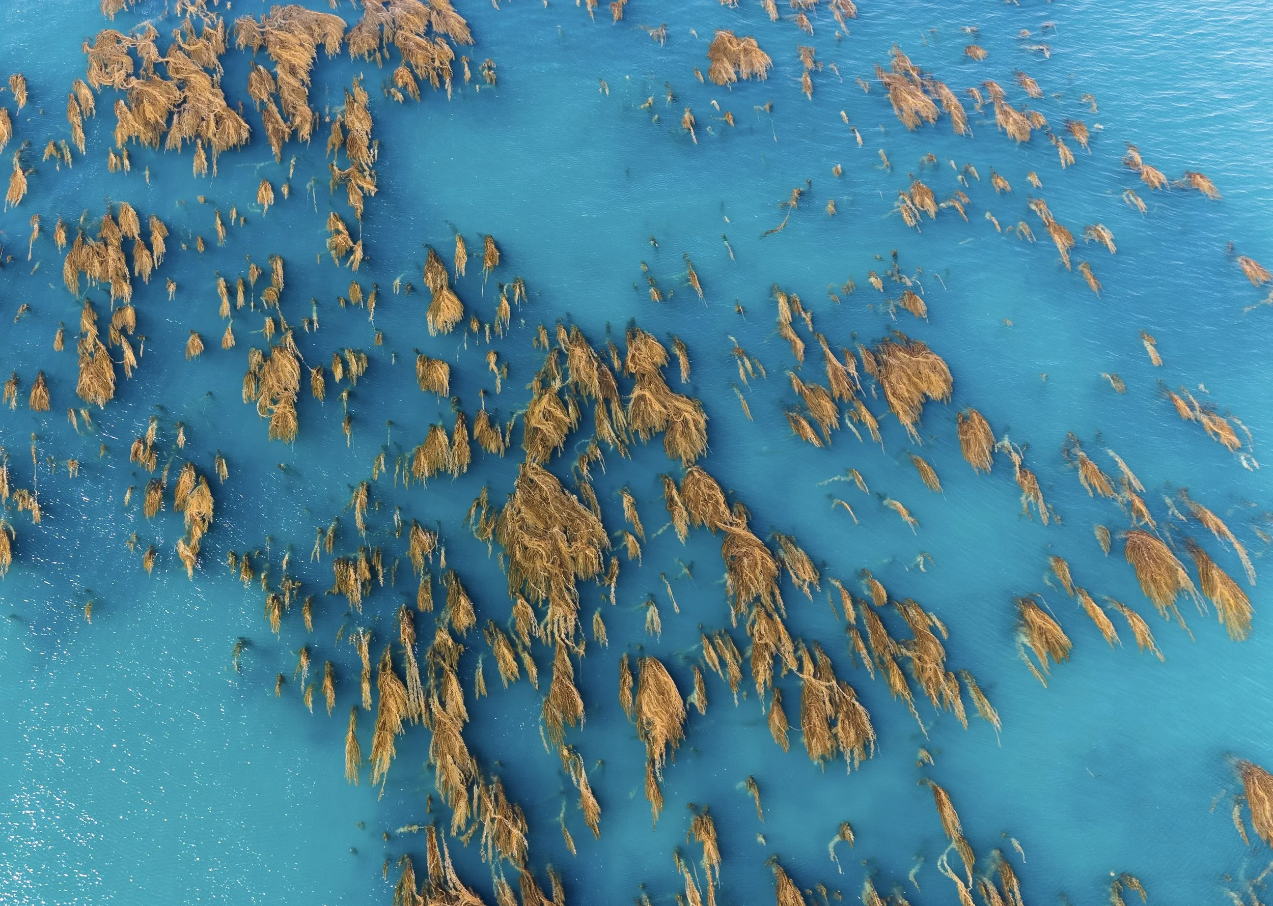 ocean forest