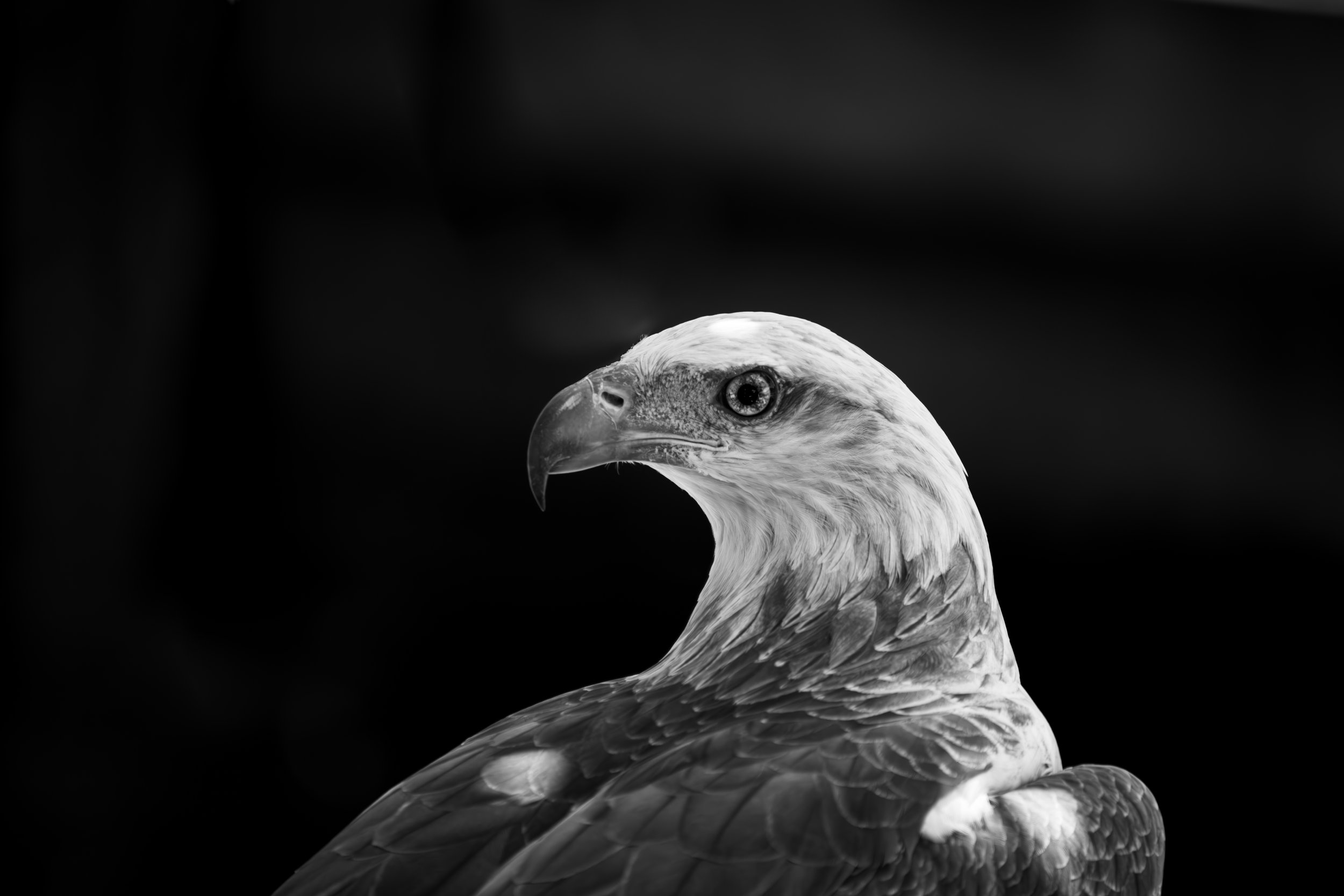 3W5A4321-Enhanced-NR-2.jpg