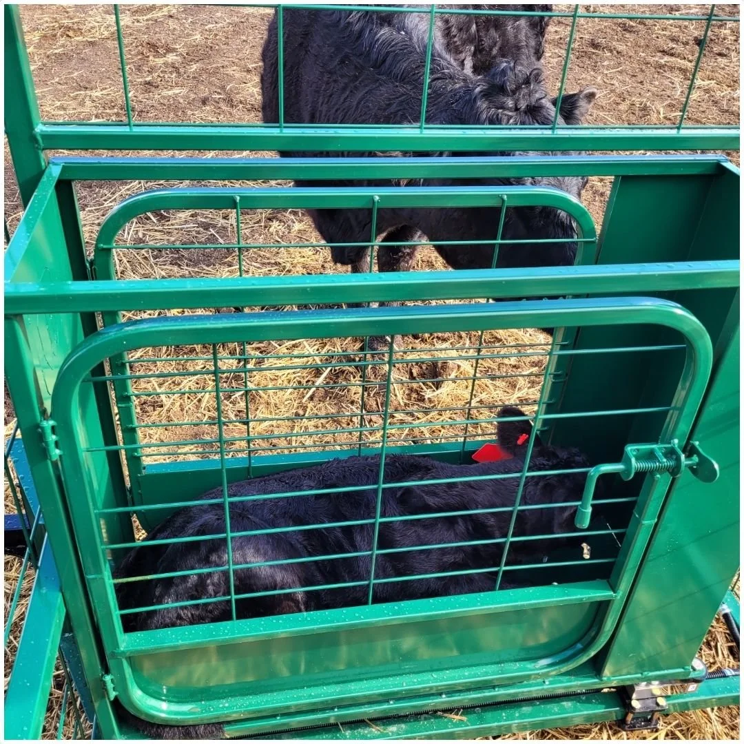 black cow standing outside calf catcher cage watching her small black calf