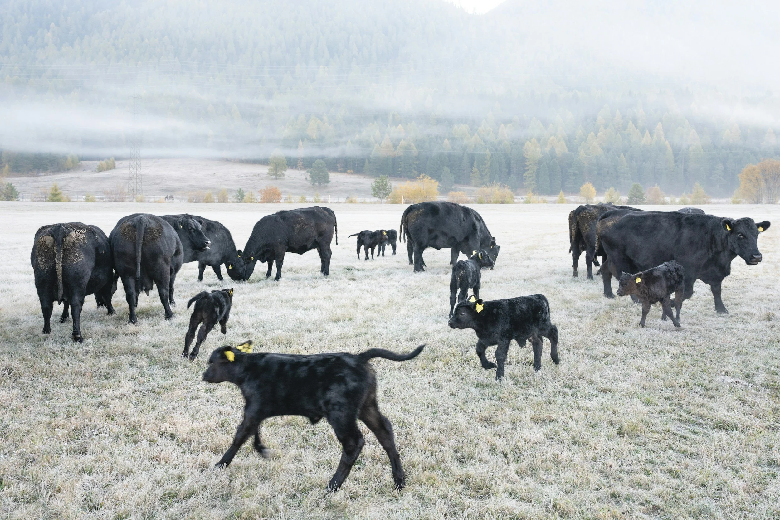 Black cows grazing with small calves running around happily,  a misty day with frost covered grass and fall coloured trees in the background with gentle rolling hills