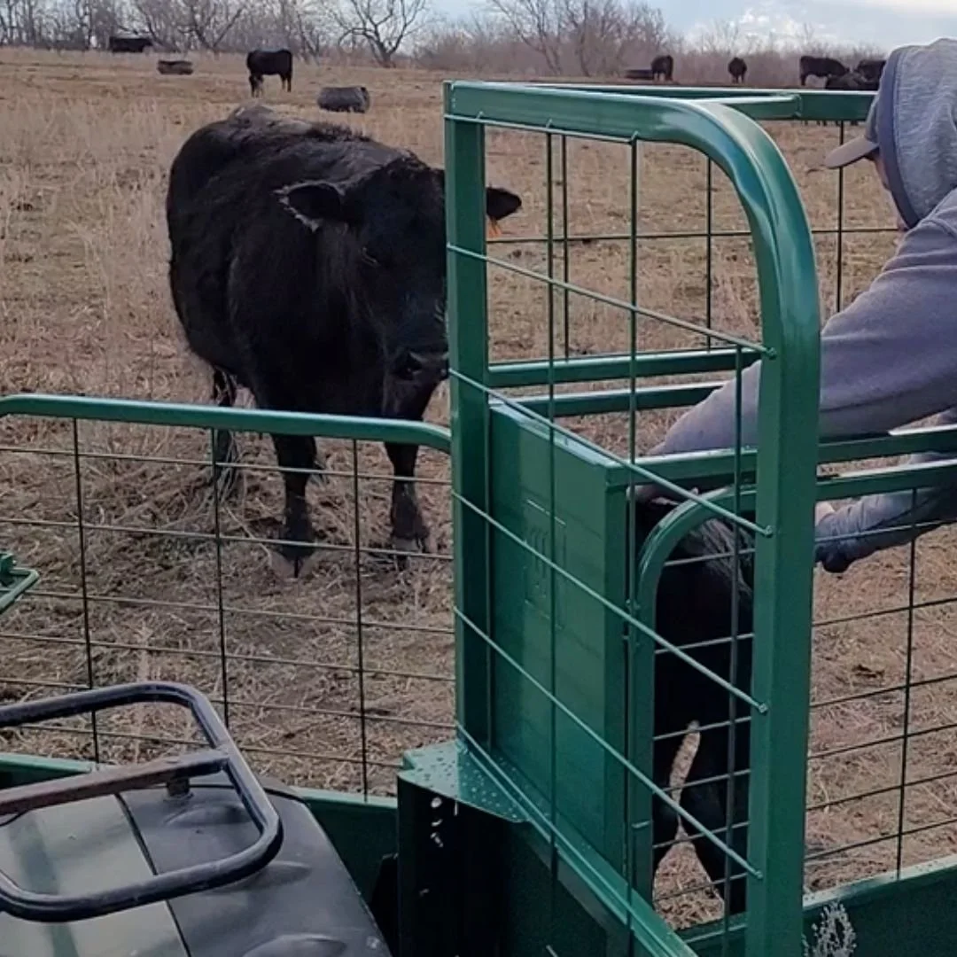 Rancher releasing calf back to mother cow through the exterior door of the eze-catcher calf catcher