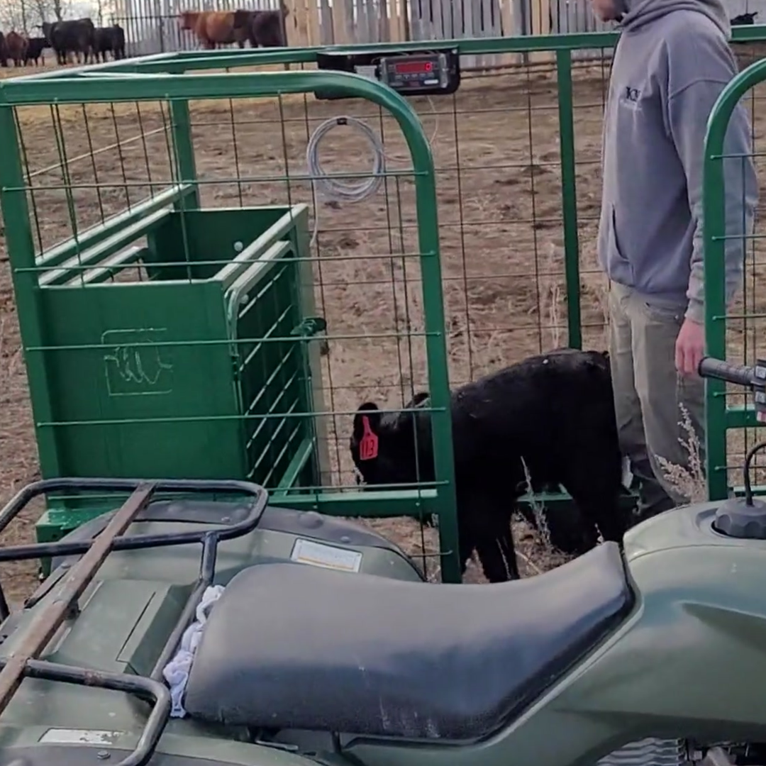 Rancher steps off his ATV into the calf catcher cage with a black calf.