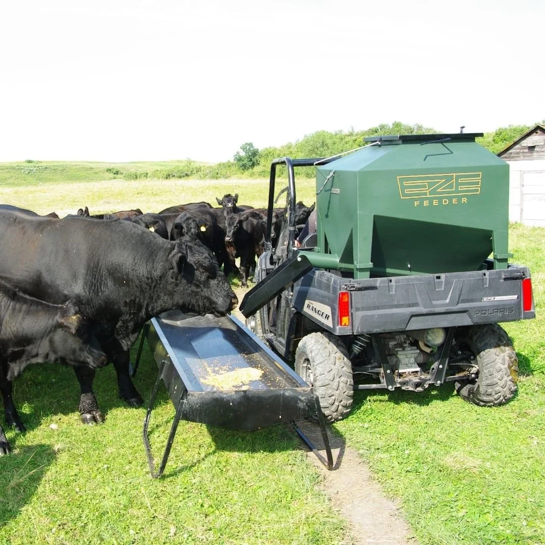A small green portable feeder in the back of a UTV filling bunk feeders and cows coming to eat,  grassy field and trees in the background.