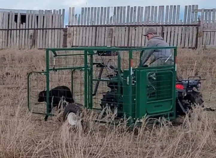 A rancher catching a newborn black calf with  eze-catcher calf catcher attached to his ATV