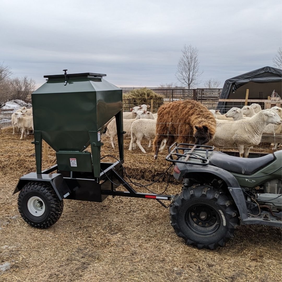 White sheep and brown llama in a farm pen, a small feeder towed by a 4 wheeler is distributing feed.