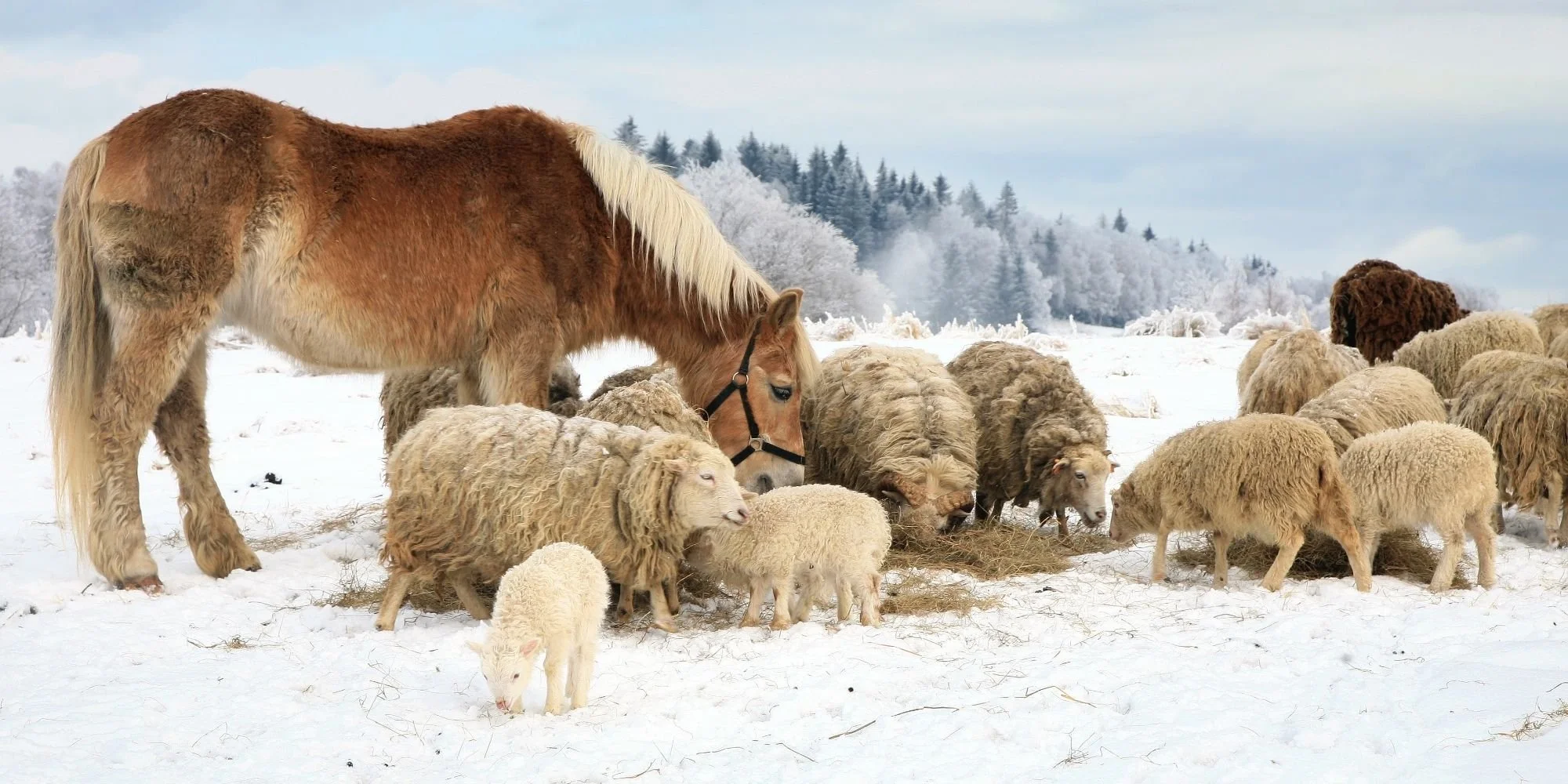 A group of sheep and a horse gathered around hay in a snowy field.
