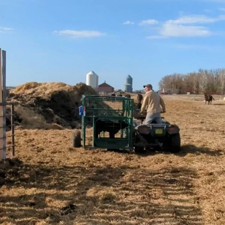 Farmer moving a small black calf, using a calf catcher cage attached to his ATV .