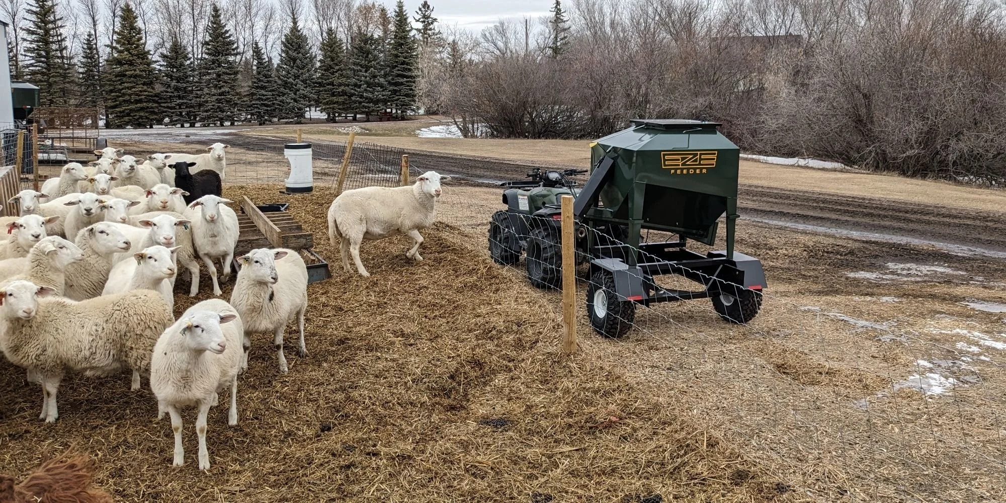 A green feeder with EZE-Feeder logo hooked up to a quad, parked in a farm feild nex to sheep contained in a fenced area