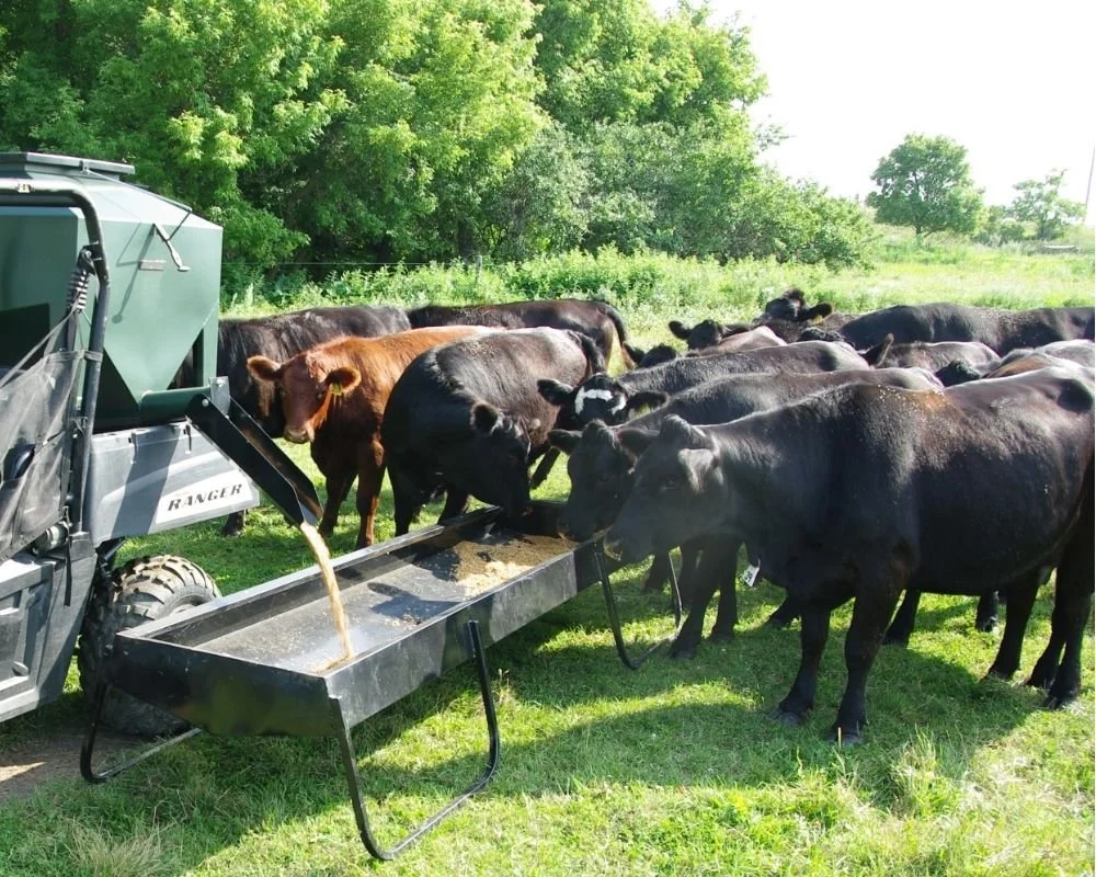 black cows and one brown one feeding out  of a trough, a green UTV feeder is discharging feed into the bunk feeder.