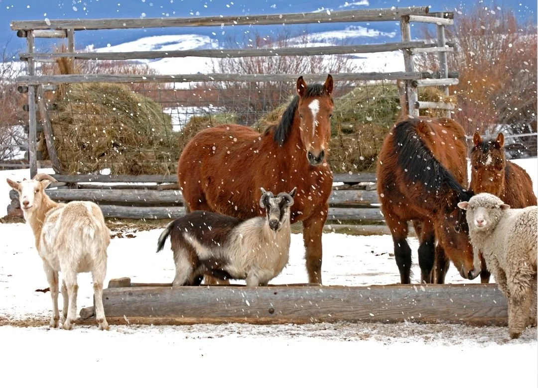 Three horses, two goat and a sheep on a snowy farm yard looking at the camera.