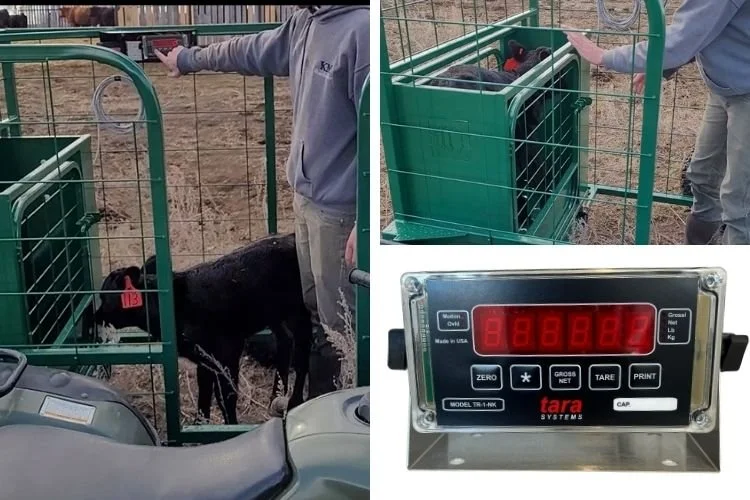 A farmer weighing a small black calf with digital scale in small carry cage in  a green eze-catcher calf catching cage.