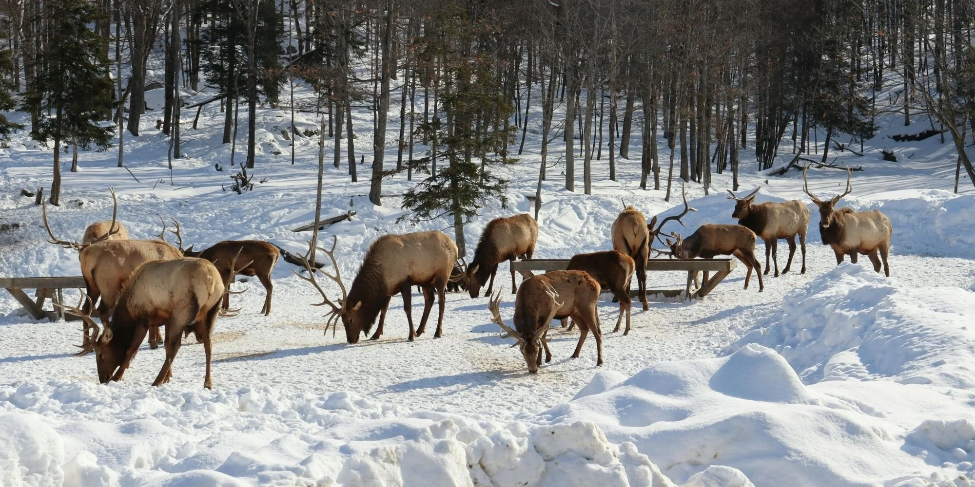 A group of reindeer in a snowy forest with trees in the background and snow-covered ground.