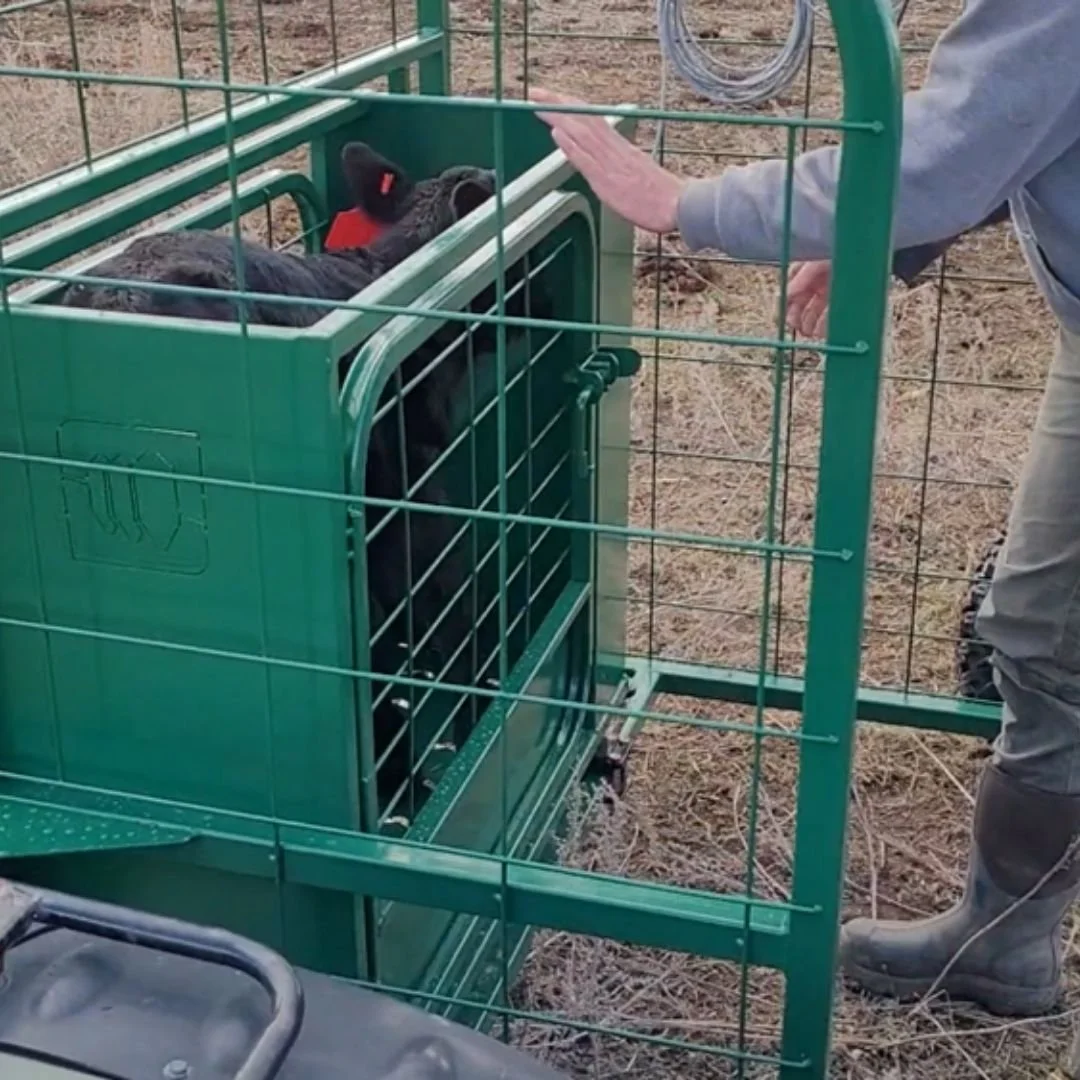 Rancher puts black calf into the eze-catcher calf catcher cage