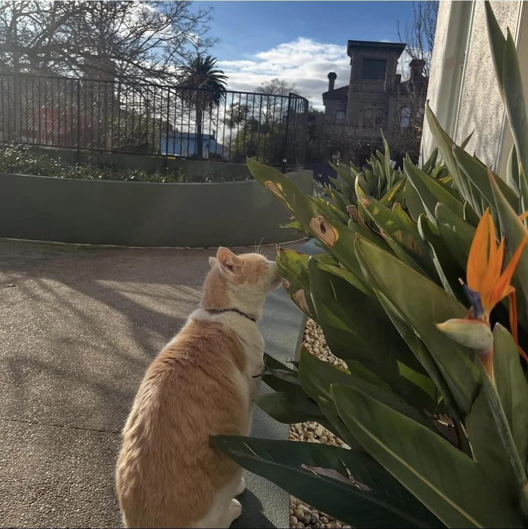 Elwood outside of Epworth hospital.