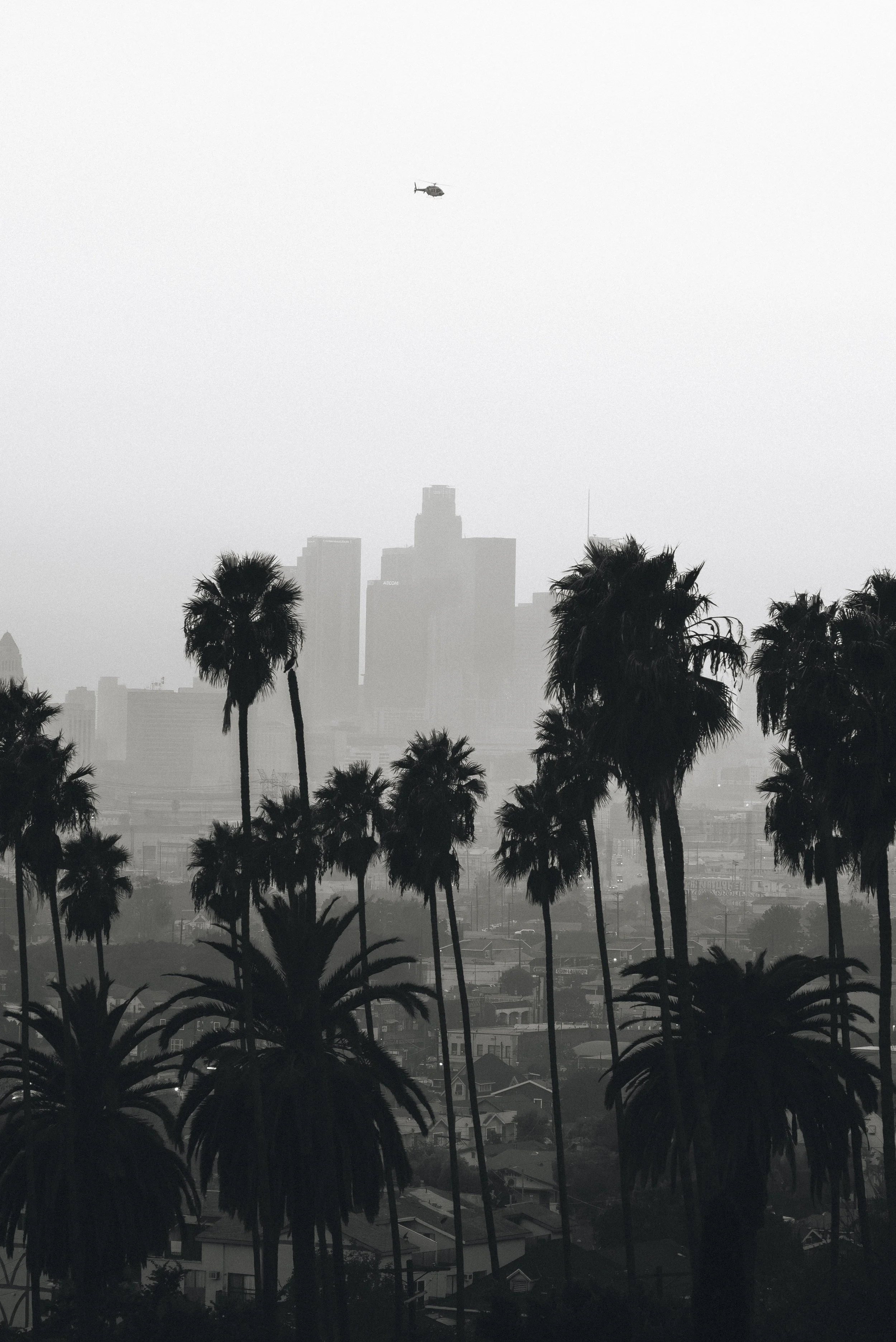 Heli Palms