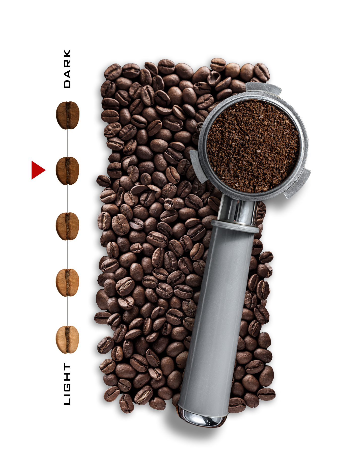 Medium Dark Beans.png